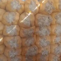 تبن سامراء • كونية 60 • سعر مناسب