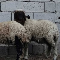فحل ونثيه • شرط الصحا • ديوانيه سنيه