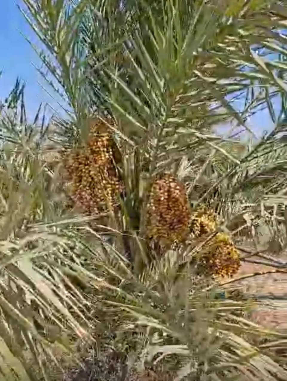 بستان 2 دوانمين وانص البيع في ديالى جديدة الشط، يبعدن عن شارع العام كيلو وانص، متوفر ماي كهرباء.
السعر 75 الدوانم واحد، بيه مجال
ملاحظة: إذا ياخذ واحد ثاني، يأخذوه بـ 130 الدوانم واحد. هاي تعتبر الكطعة أهل شاليهات والمزارع، المو شراي لا يتصل واتعبني خوش ***********
