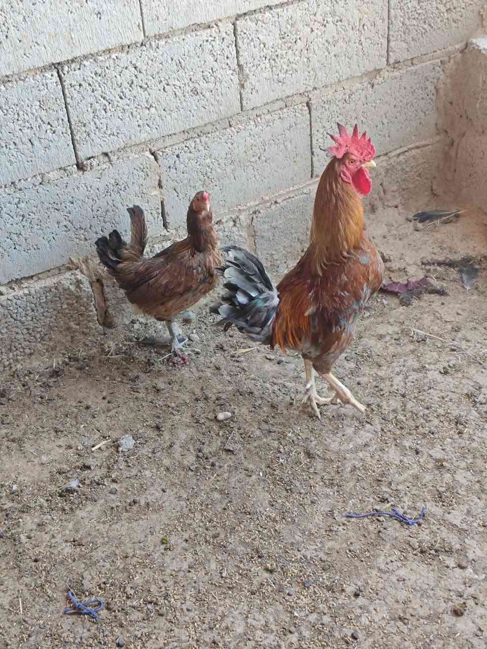يوجد ديجين عرب + دجاجه بياضه المكان قريت شريعه / ***********
