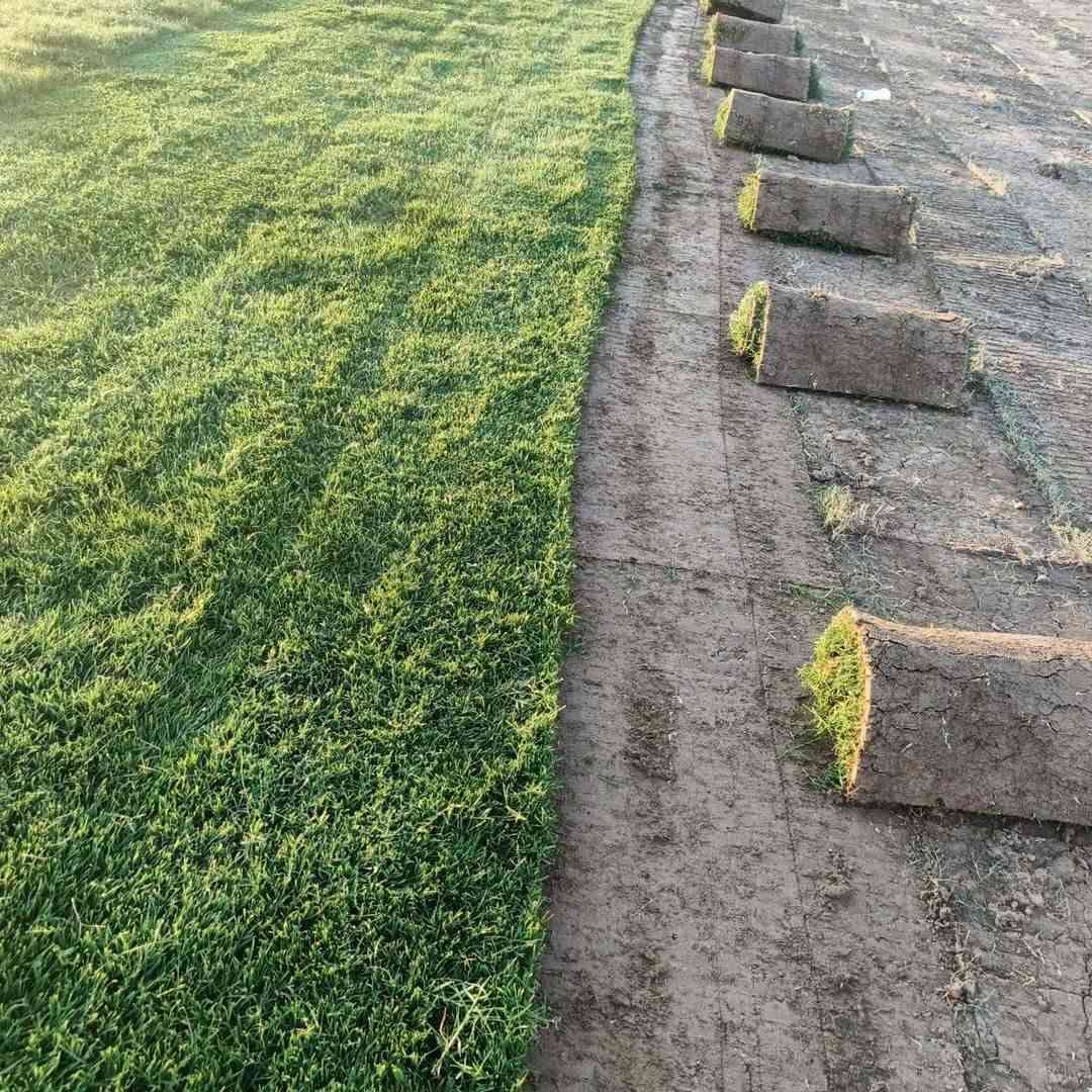 ثيل طبيعي • خضار ١٠٠٪ • توصيل 24ساعه