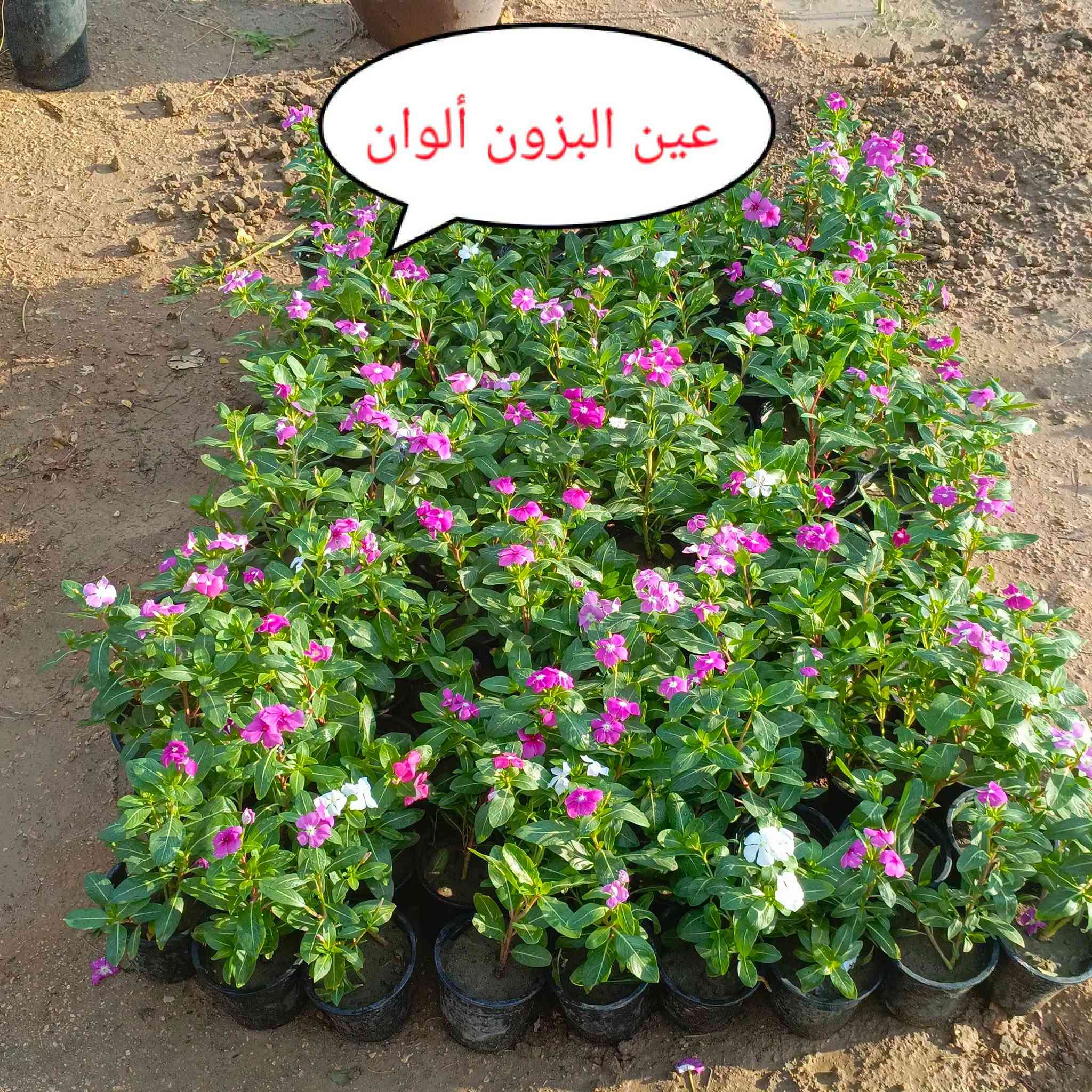 متابعه للحساب علمود يوصلك كلشي جديد
اللهم صلي على محمد وآل محمد
متوفر كافه أنواع الأشجار والورود
مشتل ورد الصباح
عنوانه بابل طريق حمزه شوملي قرب فرع الزبار
توصيل موجود
***********
***********

نص مكتوب في الصور:
- فرجه البطل
- عين البزون ألوان
- لإله عباس أو ورد المساء
- جاتروفا
- جهنمى قزمى