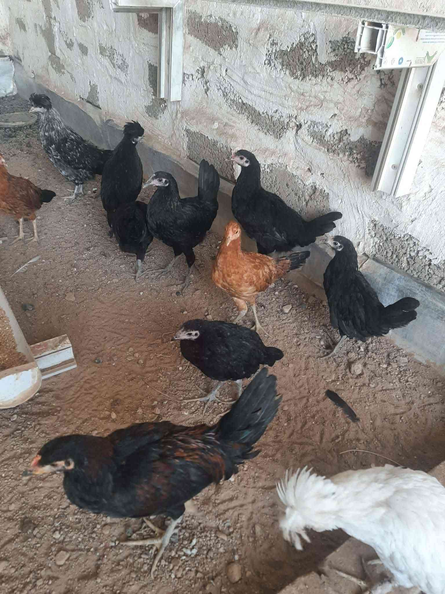 شلع كلو • واتساب • خط رقمي