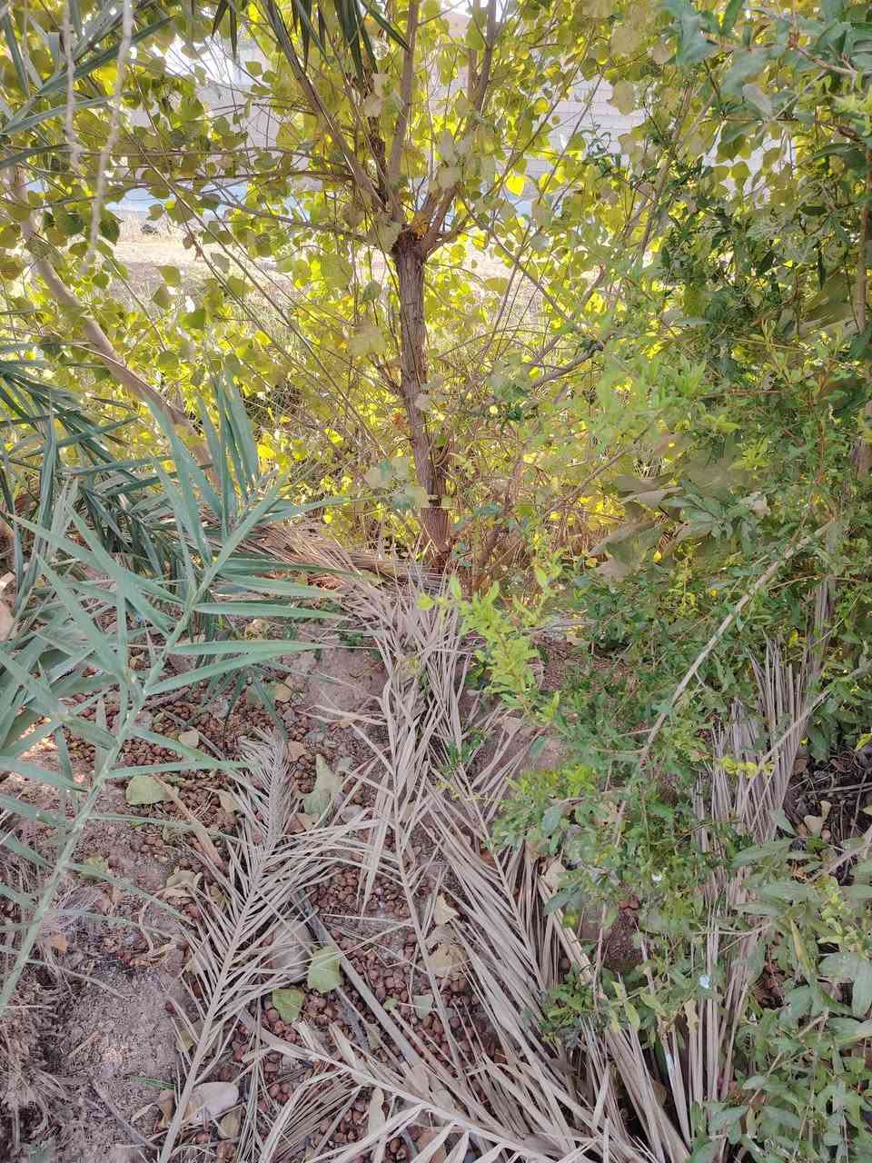 السلام عليكم وين السماجه وين الفحامه سجر بياض اليرد خوش كميه اكو  وياهن سجره تكي  العنوان قريه حوض سته الاتصال عل رقم ***********
