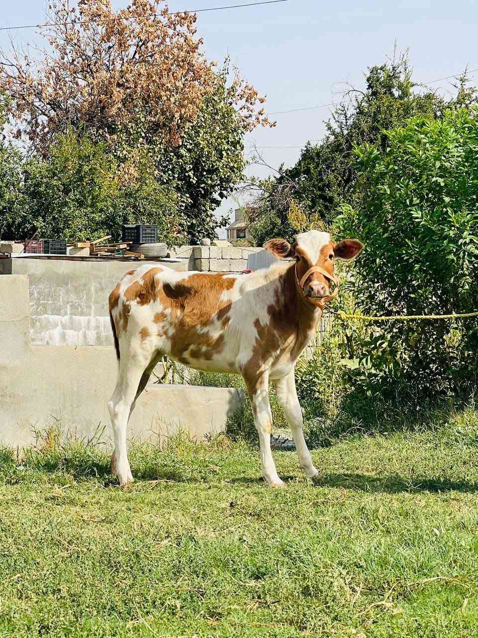 حوليه هولنديه • جنس اصلي • درجى اولى
