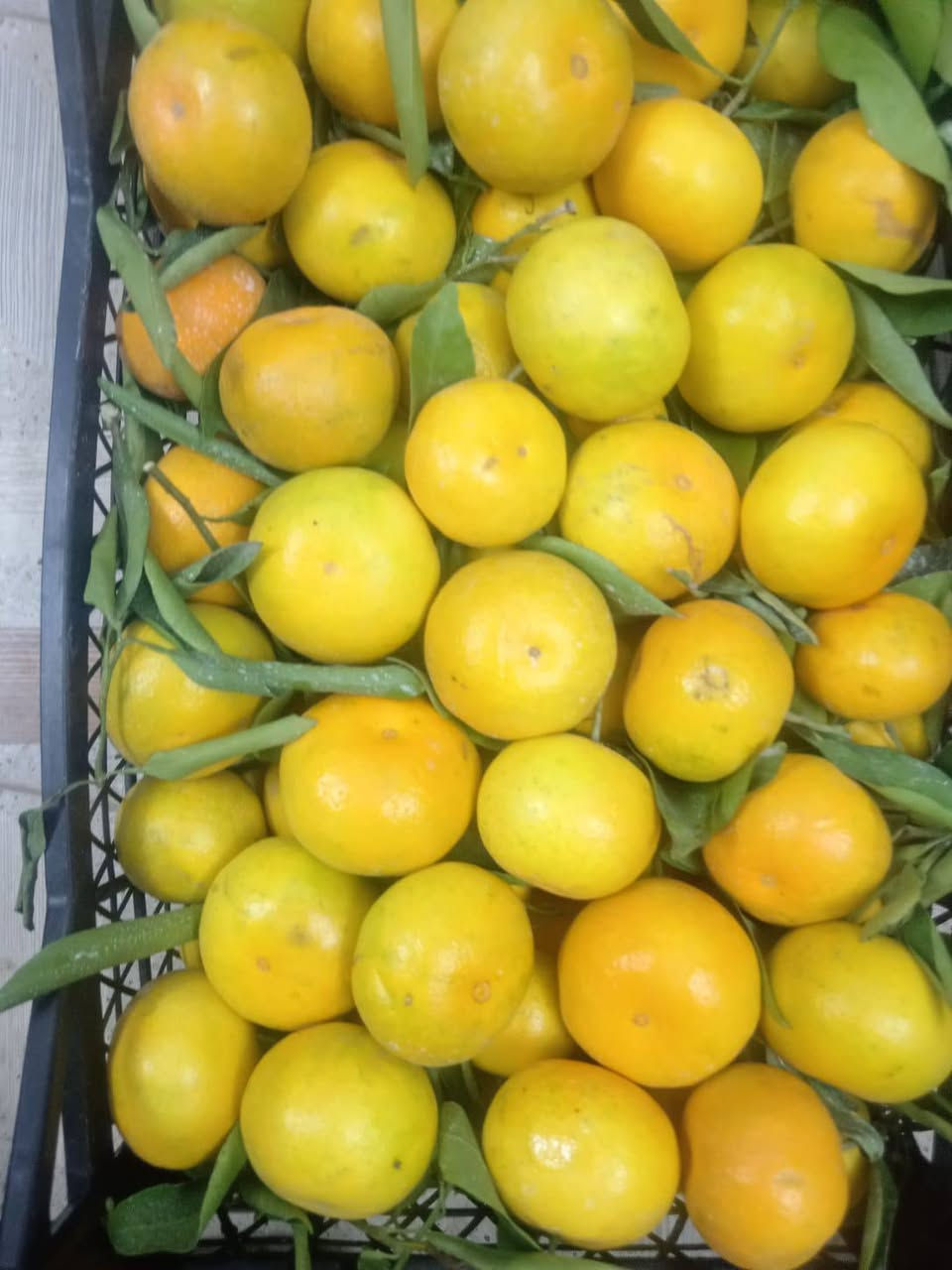 خضرة طازجة • فواكه منوّعة • شارع 20