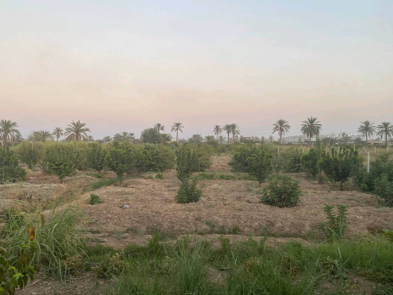 بستان زراعية للبيع الموقع صلاح الدين عزبز بلد مدخل 5  للاستفسار الاتصال بالرقم التالي *********** يوجد فيها آبار عدد 2 وكهرباء وماء حلو واشجار فواكه آلو مشمش تين لنك الدنيا تفاح كوجه الخ