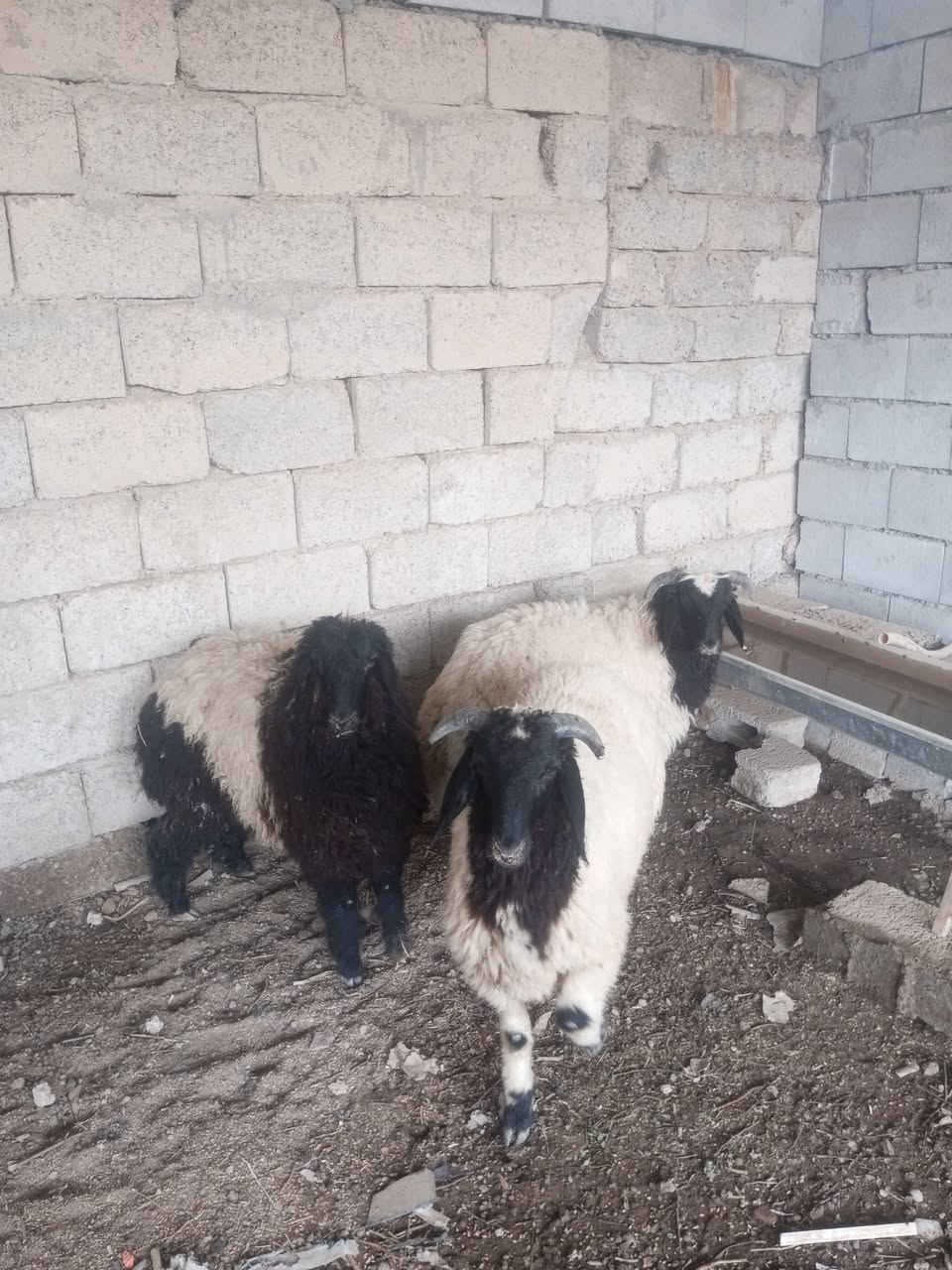 طليان 2 • دجه 1 • العلم سمرة