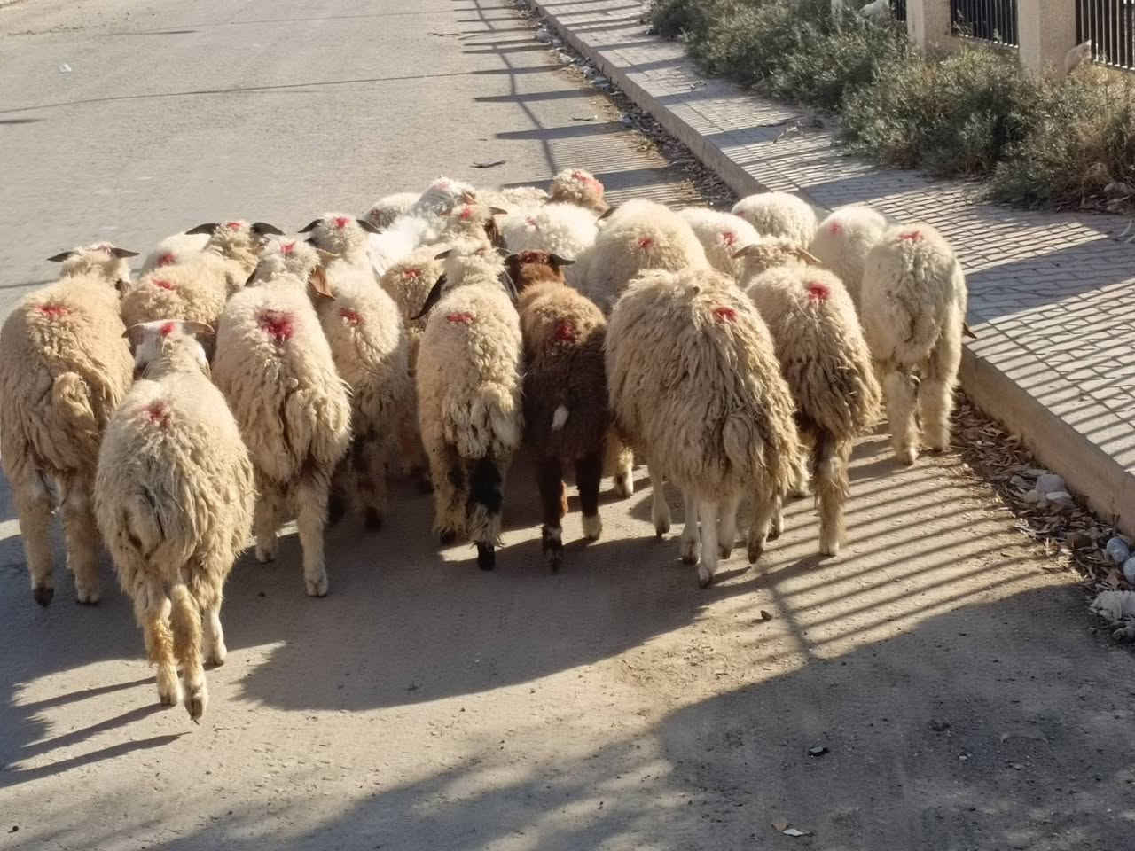 طليان ناصحات • ٢١ • حي العصري
