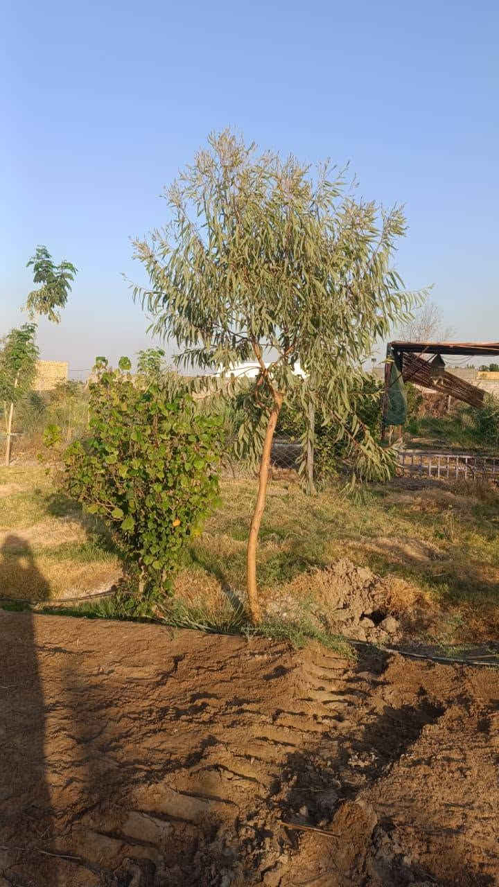 السلام عليكم
أرض للبيع طريق السنيه السياحي قرب مشروع ماي 7 المزارع النموذجية المساحه 1020متر ***********

