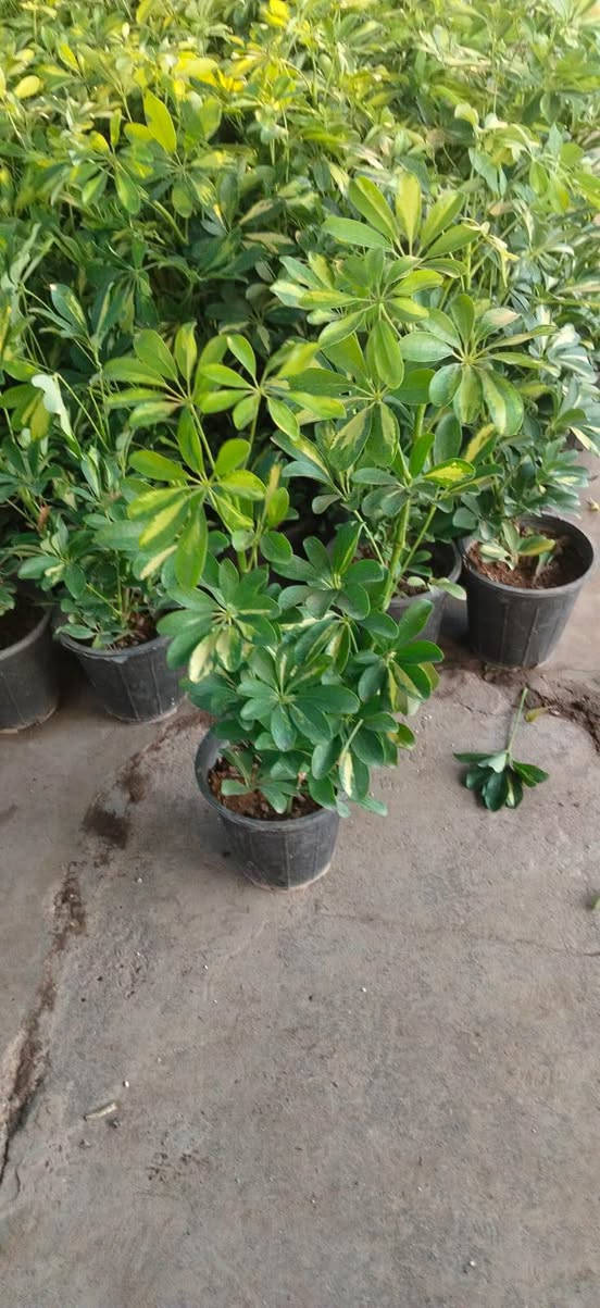 جمال نباتاتنا مايحتاجلها وصف 
هي توصف نفسها 🍀✨

اذا ماتوصلكم مثل الصور واحلى بعد 
ارفضوها 😎

التوصيل متوفر لكل المحافظات العراقية 
للحجز والاستفسار راسلونا للصفحة 🕊️ 
او واتساب ***********
#مشتل_زهور_النرجس 
#نباتات_ظلية #مشتل #بغداد 
#العراق

نص مكتوب في الصور:
- جمالهن❤️
- الجمال يبدأ من ورقة