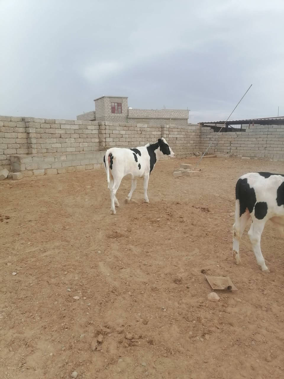 قصابة • لحم طازج • ناحية الشورة