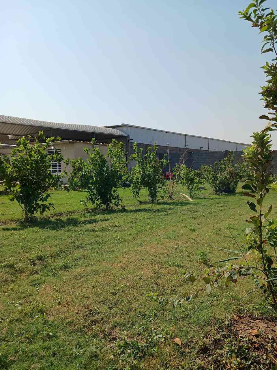 للبيع فقط مزرعه مساحه نص دونم يعني ١٢٥٠ متر وجه ٤٠ متر طابو زراعي سند ٢٥ تتحول على طابو المحموديه بسم واحد ركن على شارعين مكانه حلو ومميز قرب مركزشرطةالرضوانيه بيها ماء أساله وكهرباء وماء بزل مزروعا نخل برحي وزيتون وموز ورمان وعنب وبرتقال وتكي وتفاح موجود فيديو موضح كلشي بيها للاستفسار اتصل مكتب دارك للعقار واتساب *********** ***********
