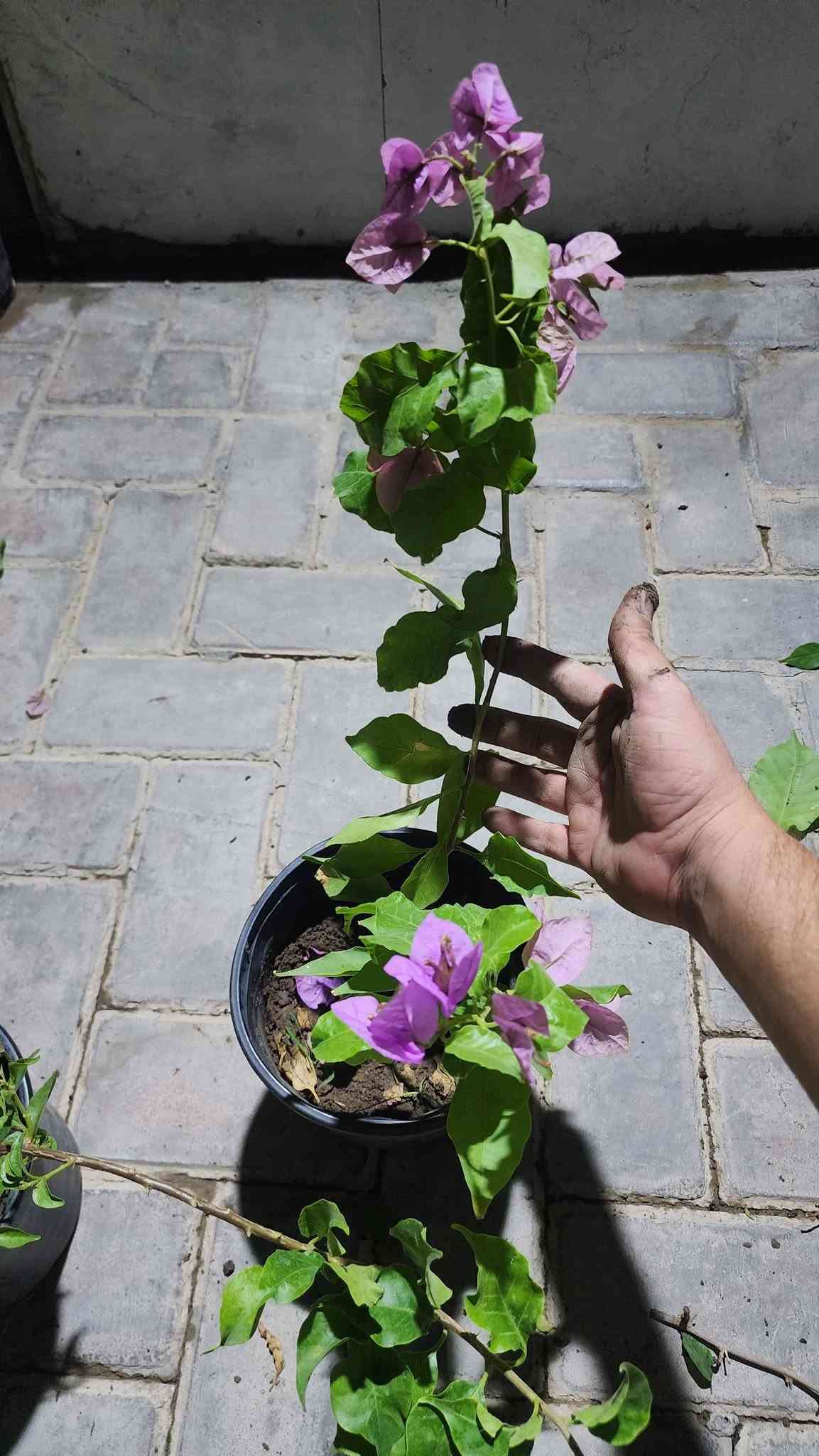 نباتات زينة • جور كردي • جور هولندي