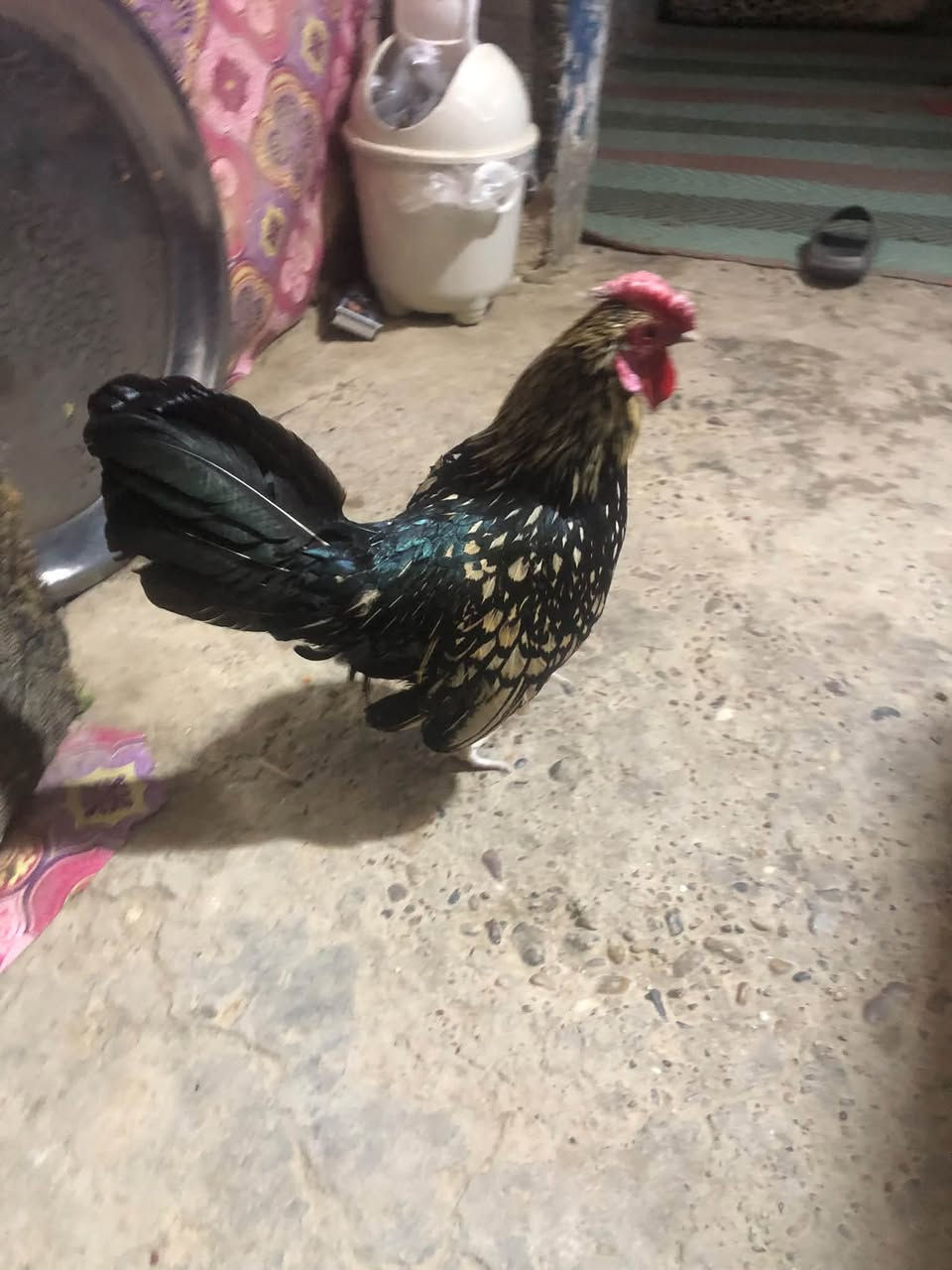 للبيع • بلد