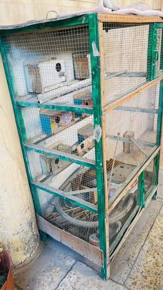 قفص البيع العنوان بغداد ***********
