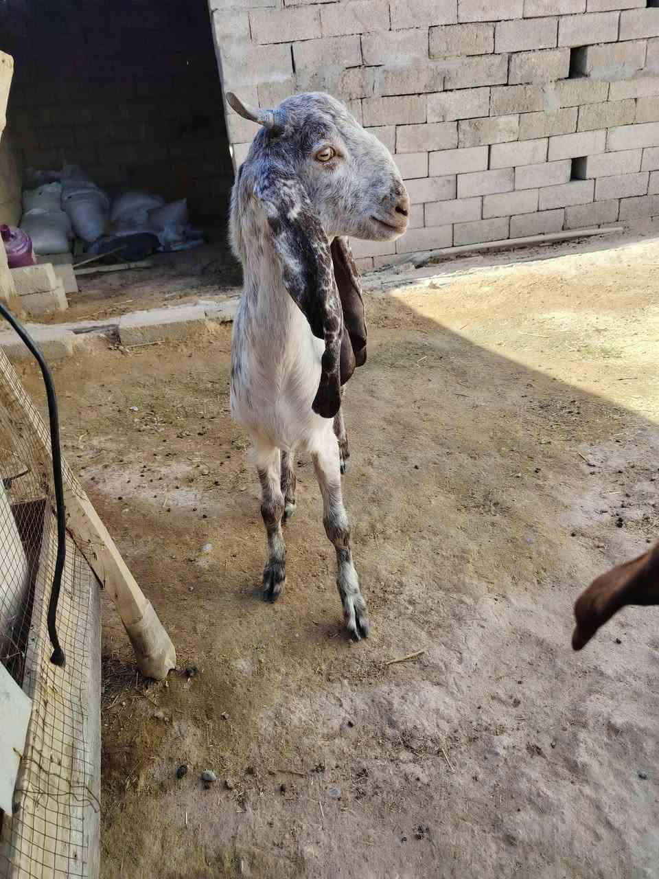 صخل حمداني • مقابل جامعة تكريت • حي الفرسان