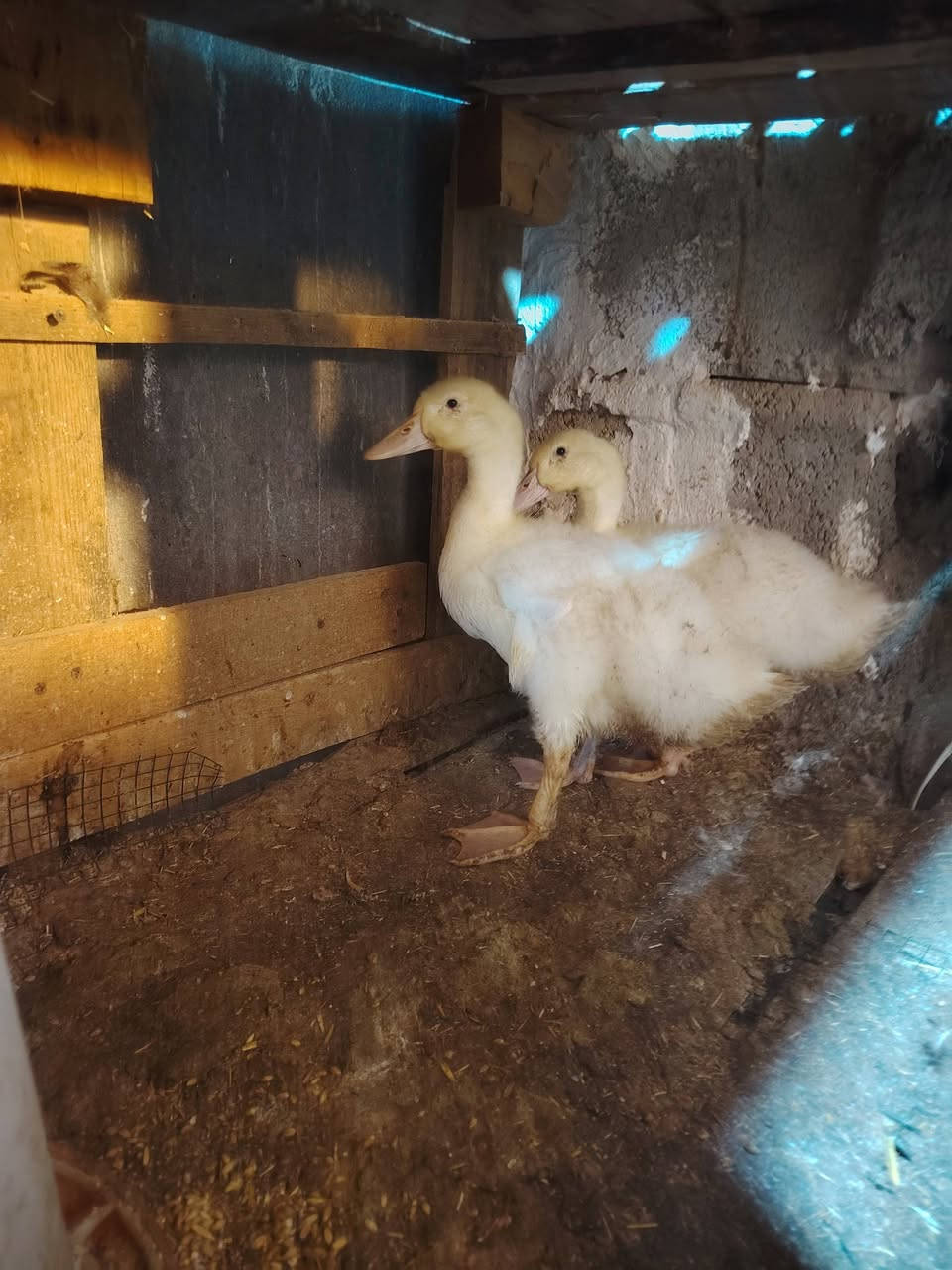 ٤ قطع كبار • ٩ قطع صغار • مجموعة كاملة
