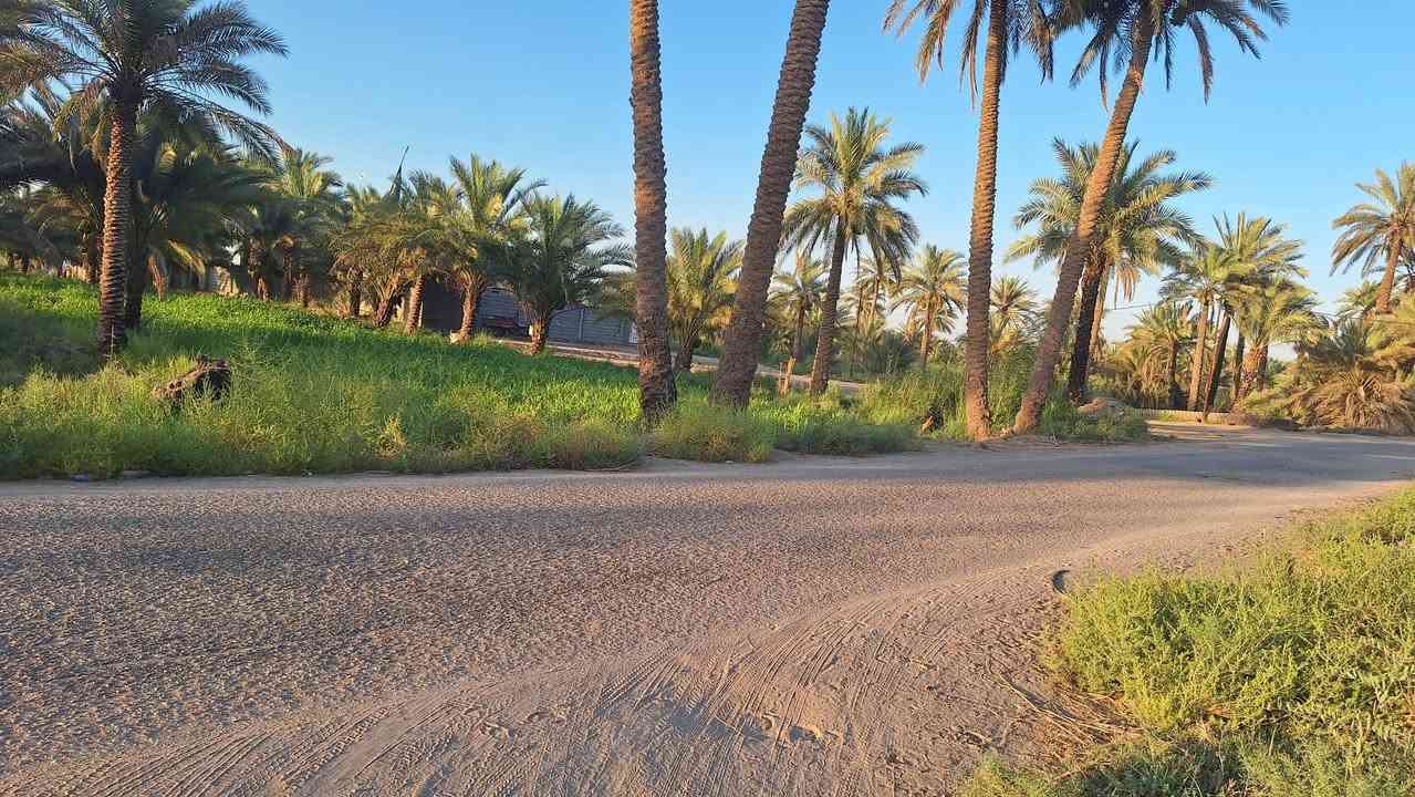 متوفر ارض ١٠ دوانم الواجهيه ٥٠ الموقع طوريج شط الله 
متوفر بيها ٥٠ نخله و٢٠ شجره 
متوفر ماء وكذلك كهرباء 
وكذلك طريقها تبليط
الارض مزروعه وخير من الله السعر .***********  واتساب
