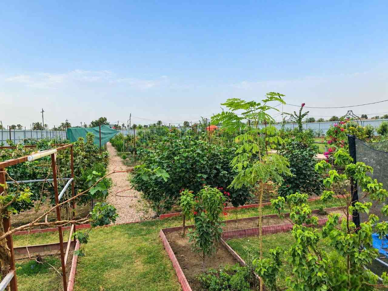 دونمين • طابو زراعي • سند ٢٥