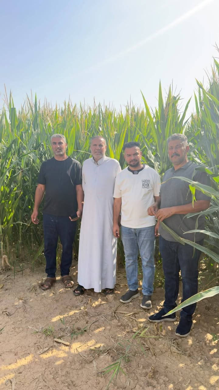 على بركة الله تعالى تعلن شركة خيرات العراق
عن بدأ موسم حصاد سيلاج الذرة الصفراء في قضاء الحويجه
السعر :٦٠ الف للطن
للتواصل :***********
