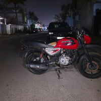 بوكسر • جبلي • اوراق ضايعه