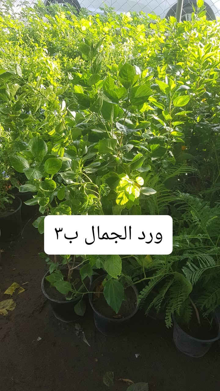 نباتات جديده متوفرة بالمشتل 
متوفر توصيل كل المحافظات 
رقم الحجز ***********

نص مكتوب في الصور:
- ياسمين هندي او فتنه
- شجره ذات ورد وعطر فواح
- ب ١٠ الاف
- عفص ليموني
- انتكوما ب ٥ الاف كبيره
- ورد الجمال ب ٣
- دورنتا ليموني ب ٣