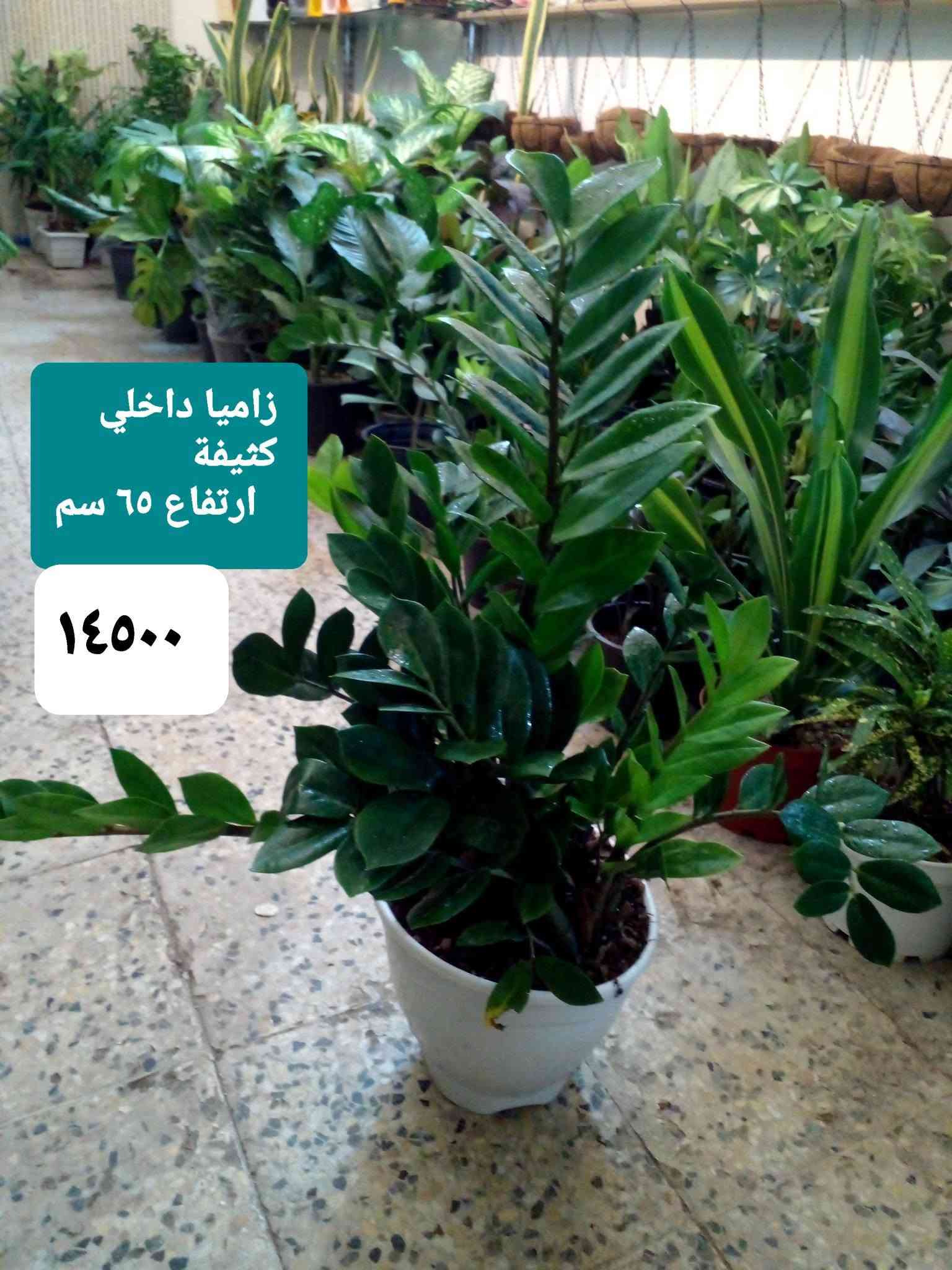 سلام عليكم
عرض نباتات داخلية كثيفة ..
عرض بتموس السلسبيل  15 L
فقط ب ٥٠٠٠
عصا موسى 
١٢٥٠....١٧٥٠....٢٠٠٠...٢٥٠٠
موقعنا ..
بغداد ..حي العدل ..شارع الأسواق المركزية ...مقايل مدرسة الأرض السعيدة ...داخل قيصرية عباس 
للحجز او الإستفسار 
المسنجر أو الواتسآب ●***********●

نص مكتوب في الصور:
- اريكاريا داخلية ارتفاع متر ٨٥٠٠
- أراليا داخلية خارجية بالظل ارتفاع ٧٠ سم كثيفة ٧٠٠٠
- بلبلب مرمري
- ٥٠٠٠
- جلونيما خضراء خشنة ٨٥٠٠
- ١٢٥٠٠
- جلد النمر
- ارتفاع ١٢٠ سم
- زاميا داخلي كثيفة ارتفاع 65 سم ١٤٥٠٠
- يوكا هولندي
- أحادي ارتفاع ١٥٠ سم
- ١٤٠٠٠
- یوکا ثلاثیة ارتفاع ٧٥ سم ١٣٠٠٠
- كريتون داخلي ارتفاع 85 سم كثيف جدا 11000