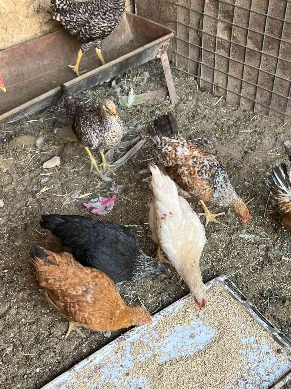 بسم الله ماشاءالله 
متاح فراريج عرب حلوات بيهن ديوكه  العدد الكلي 10 للبيع الشراي يجي خاص مكاني حديثه حي الثمانيه أو الاتصال على الرقم ***********
