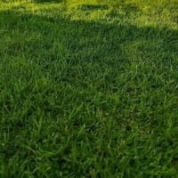 ثيل استرالي • توصيل • كميات