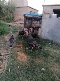 ديوكه شيش • درجة اولى • اسديره عليا