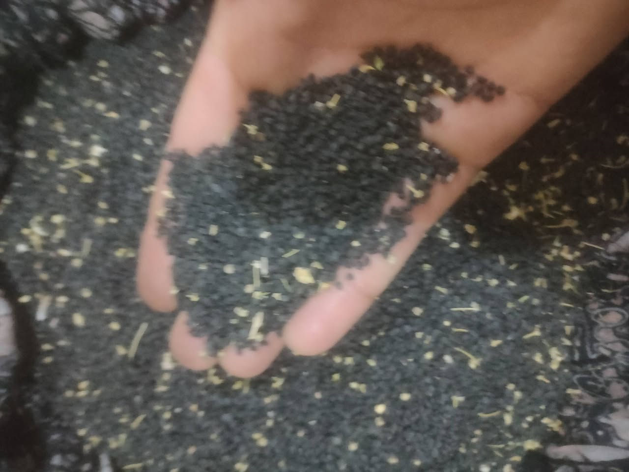 بزر سواد • درجة أولى • ٣ كيلو