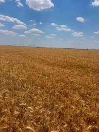 ١٤ دونم • غطاس ٤٠ • ٦ خطوط مرشة