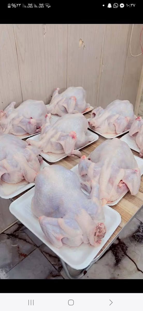 دجاج • توصيل المحموديه • عروض الاحد