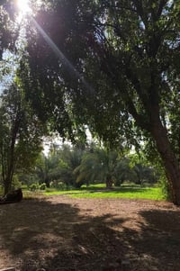 ٢٩ دونم • بستان مثمر • واجهة ٤٠م