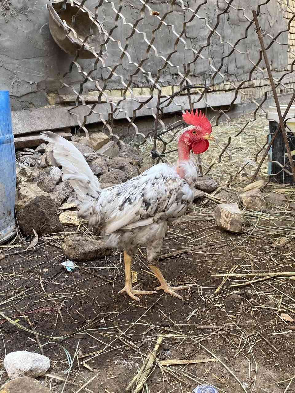 بورسلان • ورد • بصره قرنه