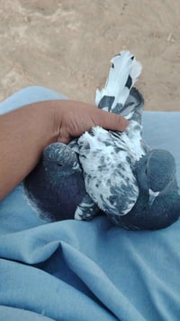 شرط المطيار • مطوردات