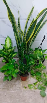 نباتات ظلية • مشتل النرجس • توصيل