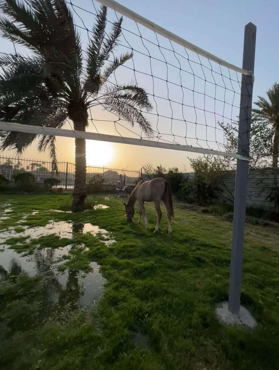 مزارع زعفران • إيجار • الزعفرانيه