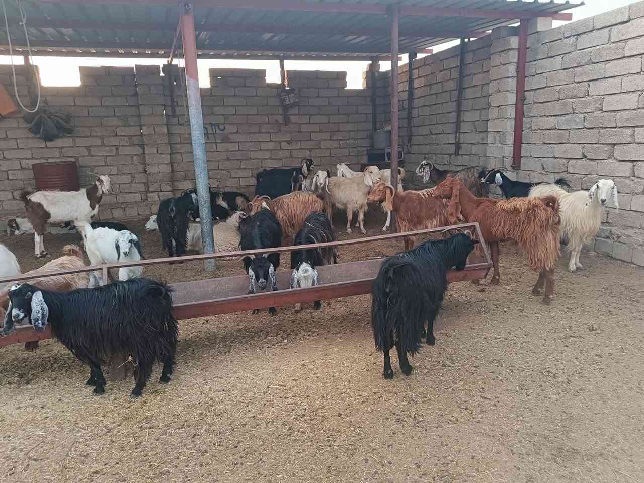 معز • ١٠رؤوس • محنيات