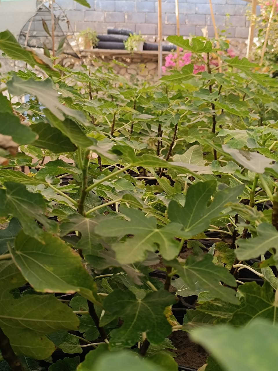 🌿🍃 متوفر لدينا شتلات التين بأصناف مميزة 🍃🌿
🍈 تين العبيد السعودي
🍈 تين جامبو الإسباني
🍈 تين العسلي
💰 السعر: 3,000 دينار للشتلة
🔥 للكميات 100 شتلة فأكثر: 2,500 دينار للشتلة فقط
🌱 شتلات مناسبة للزراعة المنزلية والبساتين
📦 الكمية محدودة
📍 الموقع: الأنبار – قضاء حديثة – قرب جامع الرفاعي
📞 للاستفسار والطلب:
***********
***********
📱 متوفر واتساب
