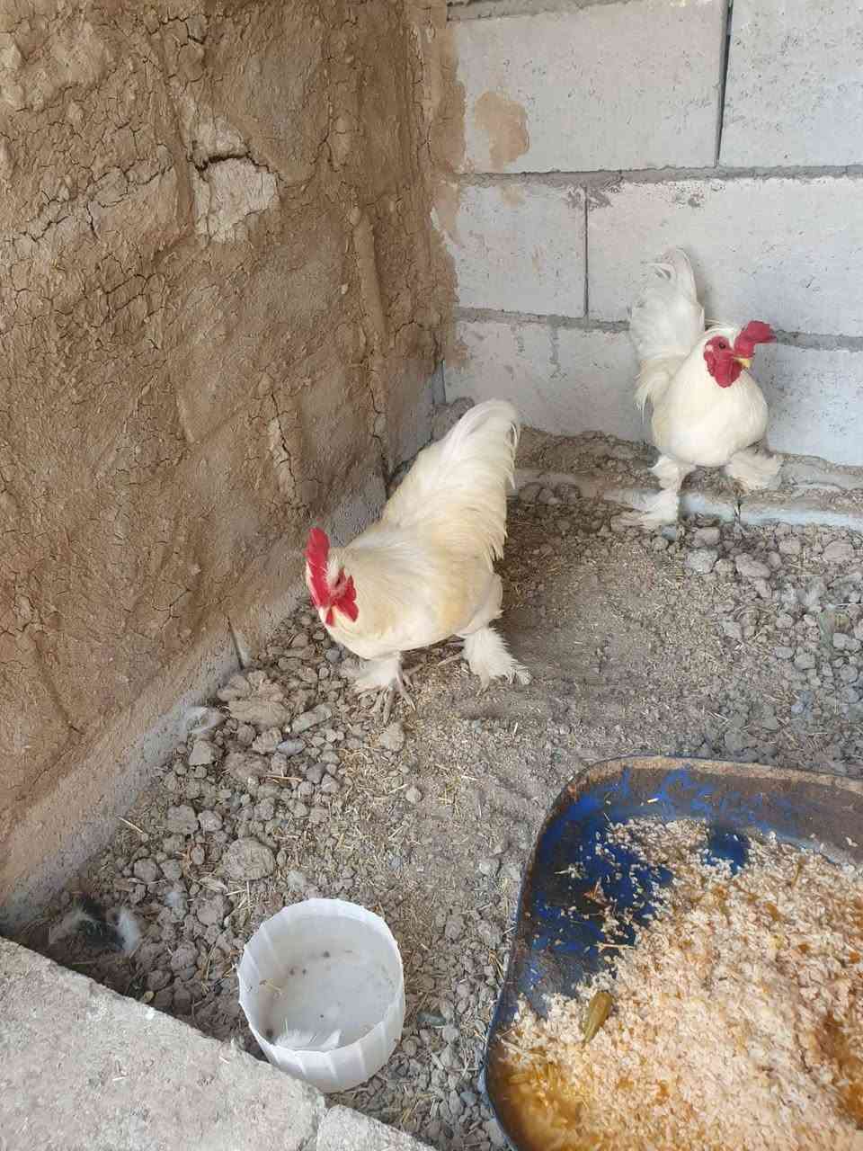ديوجه كوجن • يمام عسكر