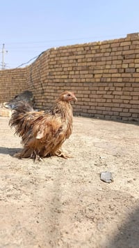 دجاج زينة • للبيع • واتساب