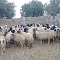 نعجات • ٦٠ راس • الدوانيه الشافعيه
