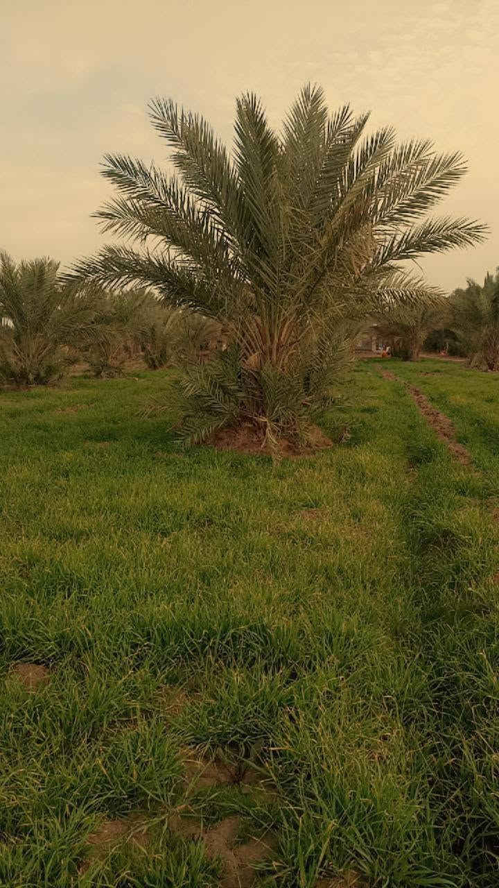 كربلاء المقدسة • أرض زراعية • ٢٥دونم