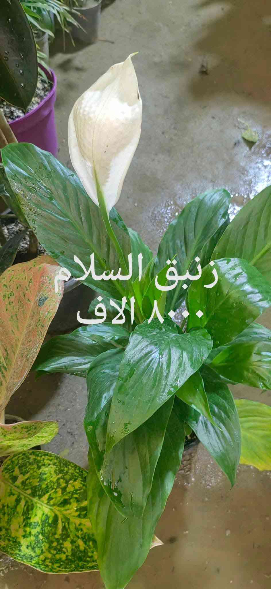 📍 زورونا في مشتل ومنحل كاردينيا
الموقع ديالى بعقوبه التحرير مقابل بيت كمبش والفرع الثاني بكاطون الرحمه للاستفسار الاتصال على الرقم ***********

نص مكتوب في الصور:
- بلاب متدلي
- ٦,٠٠٠ الاف
- سجاد الف دينار
- شمدوريا ١٢٠٠٠ الف
- كلونيما ٨٠٠٠ الاف
- مطاط ٧٠٠٠ الاف
- زنبق السلام
- ٨٠٠٠ الاف
- دفنباخية ٨٠٠٠ الاف
- بلاب عمودي ٩٠٠٠ الاف
- دفنباخية ٨٠٠٠ الاف مشتل ومنحل كاردنيا صورة منذ 54 د كل الهلة هاي اسعارنا الجديدة مشتل ومنحل كاردنيا بعقوبة التحرير مقابل بيت كمبش والثاني كاطون الرحمة مراسلة مشتل ومنح...