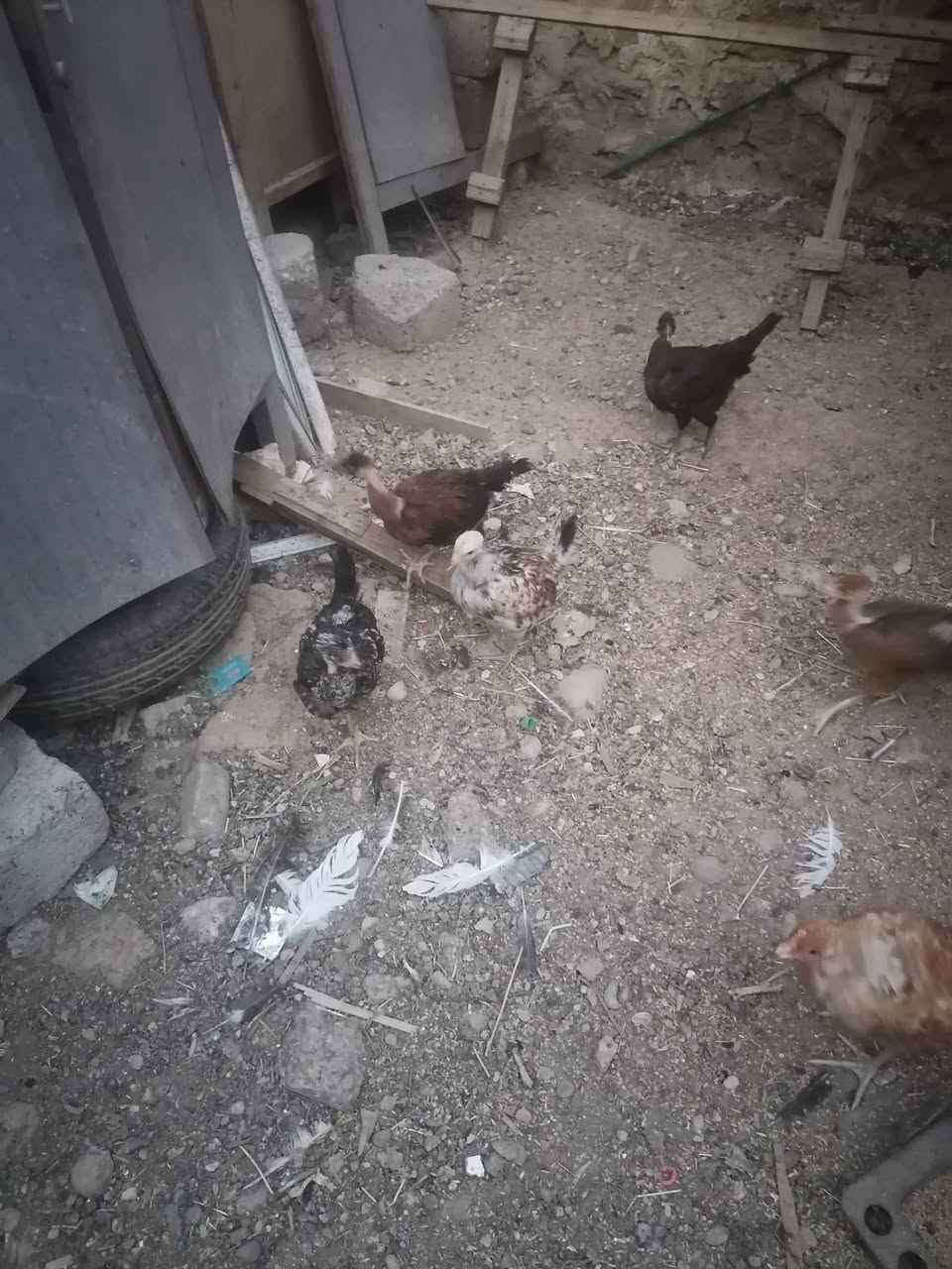 متاح فراريج عرب ابو ركيبه عدد ١٢ مكان برطله سعر زوج ١٦ عمر ٤تشهر
