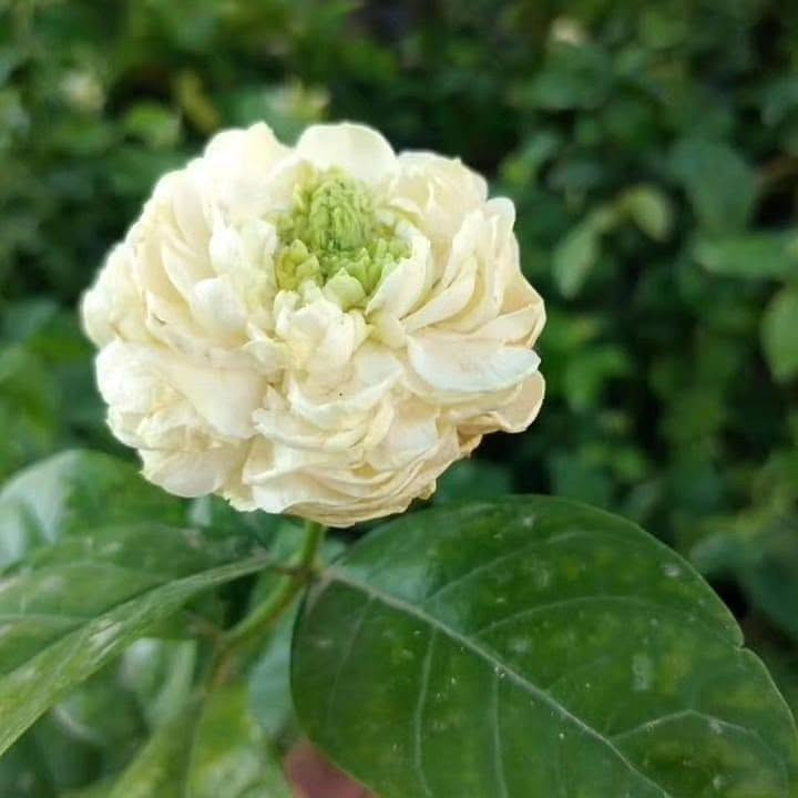 السلام عليكم ورحمة الله وبركاته 

من اروع واجمل "نبات الرازقي"
--------------------
الرازقي زهرة فواحة عطرها اخاذ لونها ابيض تزرع بالحدائق العراقية... تتاثر بدرجات الحرارة العالية ويفضل حمايتها من الحر الشديد واشعة الشمس المباشرة في اشهر الصيف وكذلك حمايتها من البرد ودرجات الحرارة المنخفضة 

يلائمها الترب المزيجية المتالفة من كميات من الطين والرمل والمواد العضوية وتستهلك كميات من الاسمدة ويفضل تسميدها بالاسمدة العضوية المتحللة وكذلك يستحسن اضافة كميات قليلة من دم الحيوانات لاحتوائها على مادة الحديد والتي تجعل اوراقها داكنة الخضرة وازهارها فواحة العطر 
والزهرة لونها ابيض 
والرازقي على نوعين العراقي ويمتاز بصغر حجم الزهرة قياسا للنوع الاخر ولكن عطرها اكثر ديمومة 
وهنالك نوع اخر يسمى ب( الرازقي  السوري) ازهارها اكبر من النوع العراقي واخف رائحة 
والرازقي رمز للنقاء والجمال...

متوفر الان لدى مشتلنا 

للطلب والاستفسار يرجى مراسلة بريد الصفحة

او الاتصال على الهواتف التالية

مصطفى الصباغ ***********

علما بانه تتوفر خدمة توصيل داخل سامراء فقط

العنوان
مشتل ربيع قرطبة 
سامراء حي الشهداء شارع 2000

نص مكتوب في الصور:
- رازي سوري