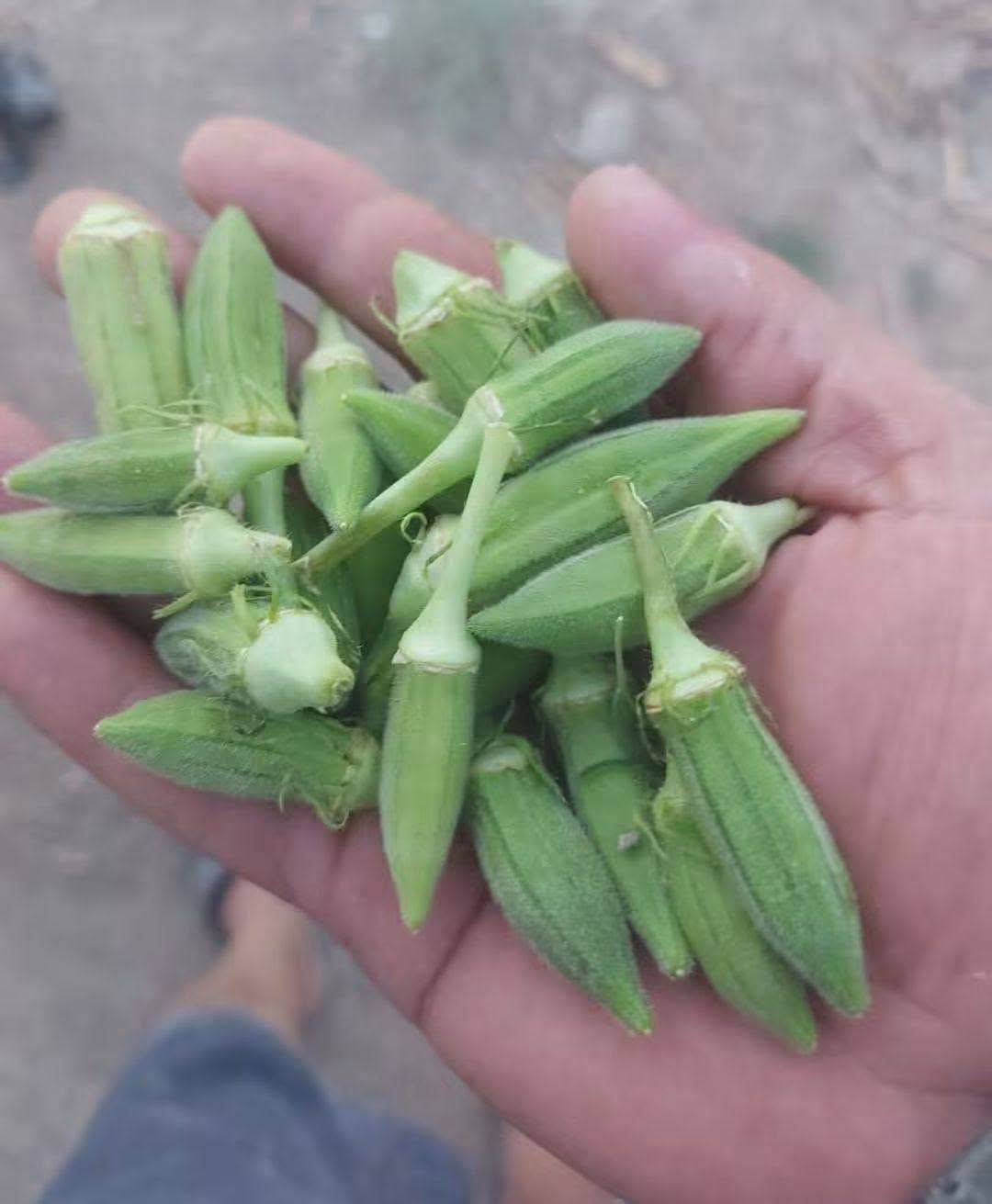 بذور بانيه • ٣٠ كيلو • بي مجال
