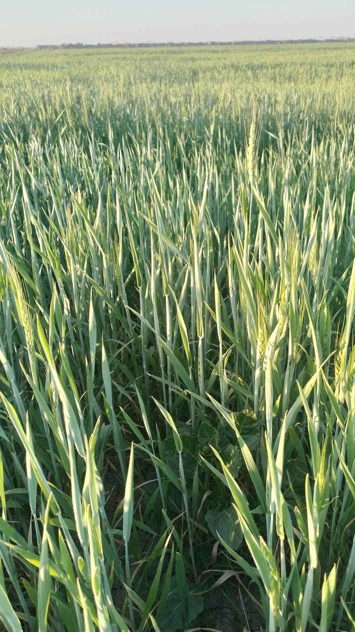 السلام عليكم ورحمة الله وبركاته للأيجار ارض زراعيه خصبه درجه اولى المساحه ٥٥ دونم معدل ليزر ماء سقي سيح قنوات اروائي مكان الأرض واسط قضاء الصويره رقمي ***********
